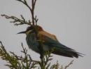 BEE-EATER